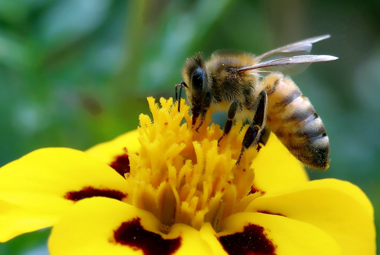 The Importance of Beekeeping in Eco-Friendly Gardens